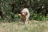 SETTER ANGLAIS 199